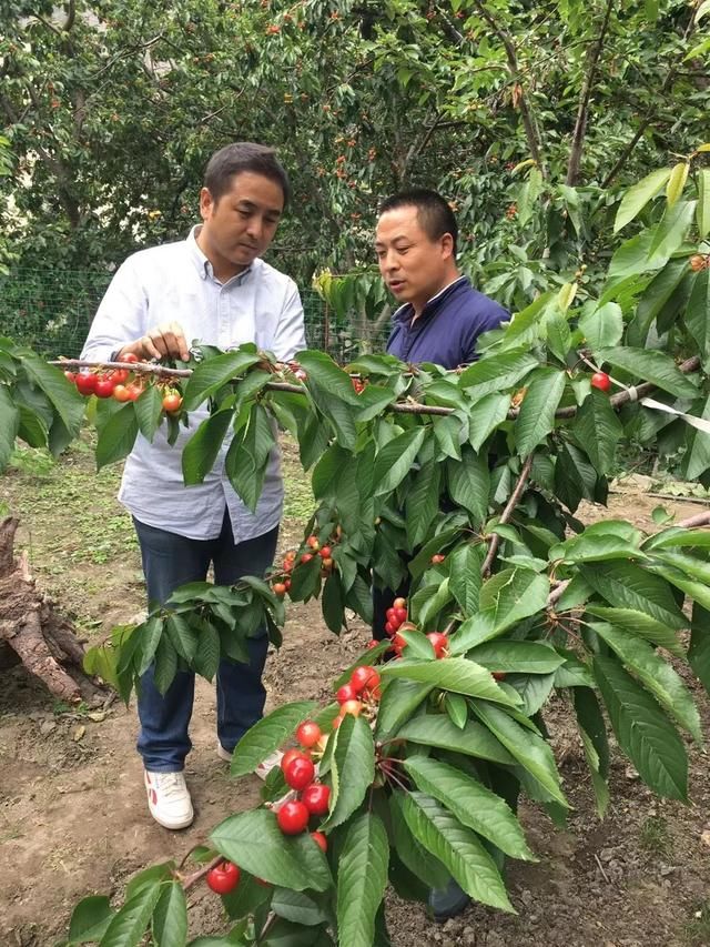 震后十年，汶川樱桃又红了