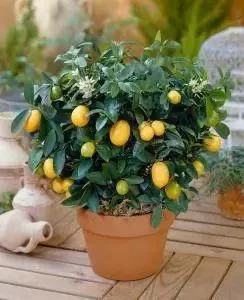 t01d4e1edce20c98dca.webp