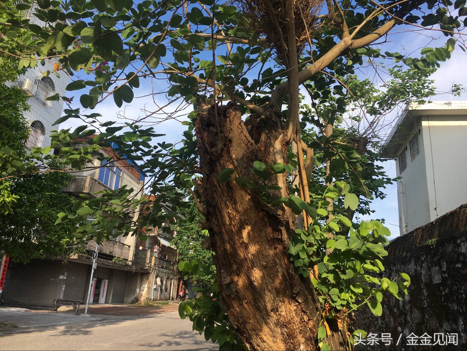 实拍广西钦州:四马路朽木也长得茂盛，见过这么伟大的树吗?