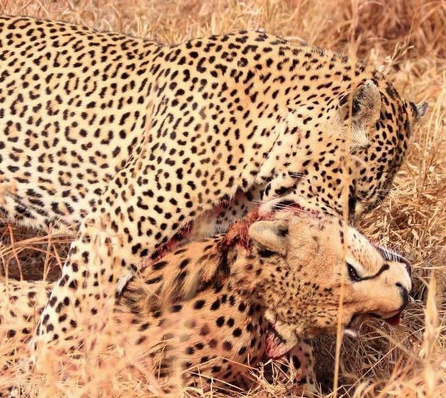 花豹和猎豹图片