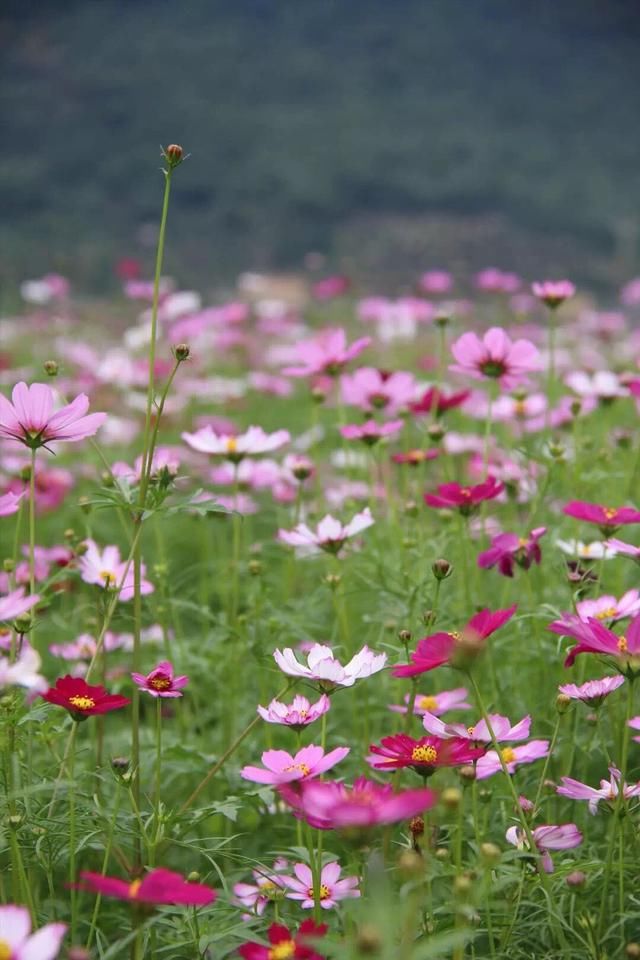 三月花季带你看最美的鲜花