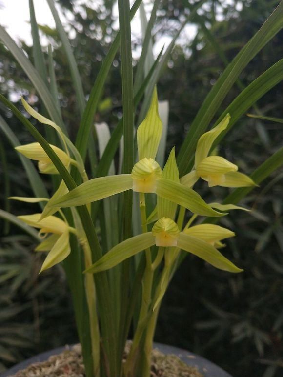 养兰花只需记住这3点，新芽冒得快，年年都开花，轻松爆盆！