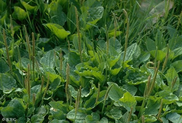 车前草有什么功效?使用时要注意这2个禁忌!