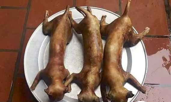解密越南人视猫肉为美味,每个月都要吃上一次