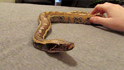 爆笑GIF:媳妇你又在调皮了