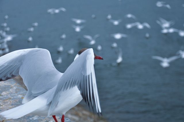 昆明滇池--春城高原明珠,红嘴鸥的天堂