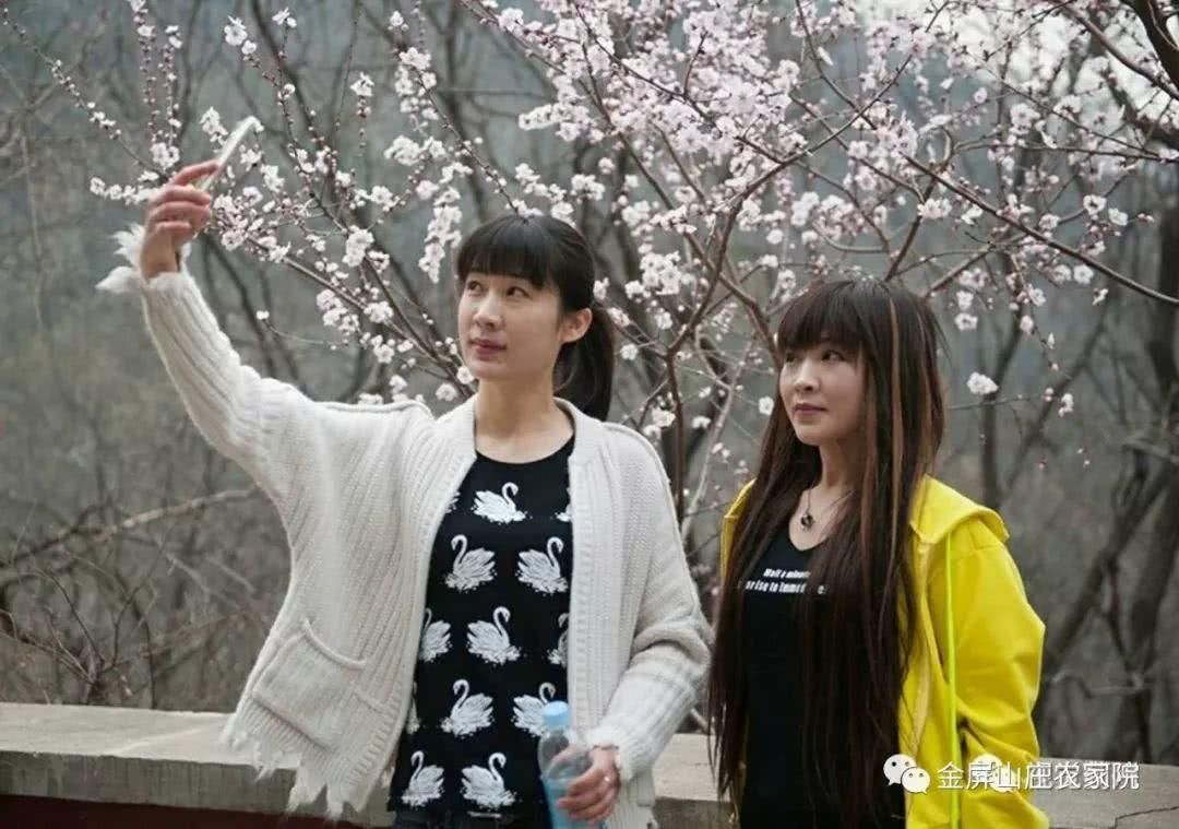 清明时节，桃杏争艳，金屏山庄，出行之选！