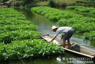 什么是立体农业？它表现在哪些形式？效益怎么样？