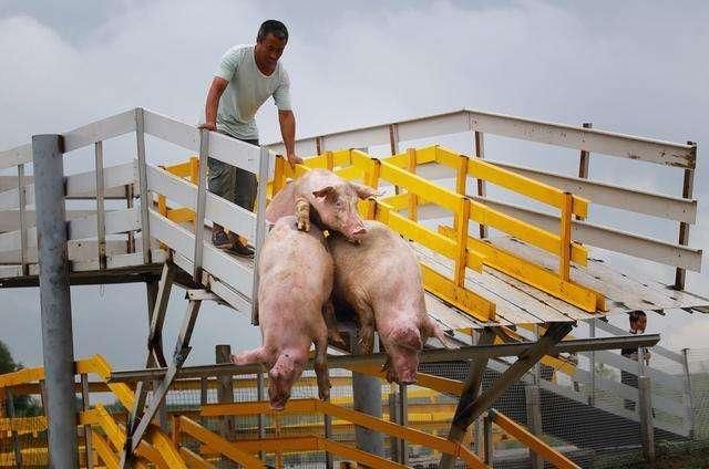 如果猪价就此低迷下去，不再上涨，养猪业会怎么样？