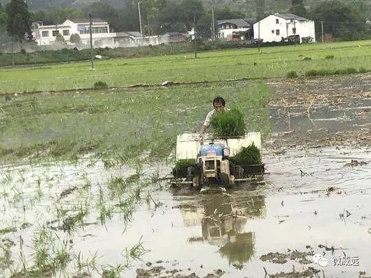 乡村振兴｜太有才了！威远农民在蔬菜大棚里建起了“有轨电车”