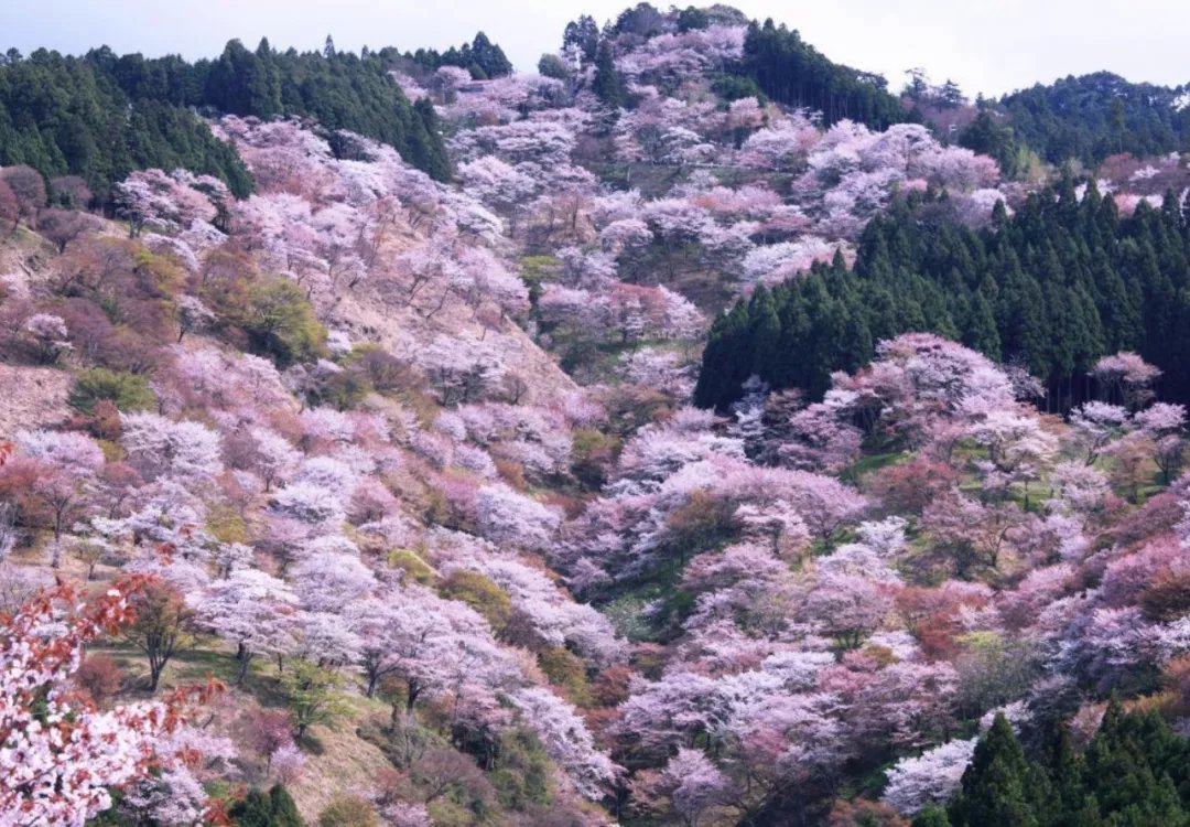 日本人赏樱花都爱去这些地方,你就别去添堵了