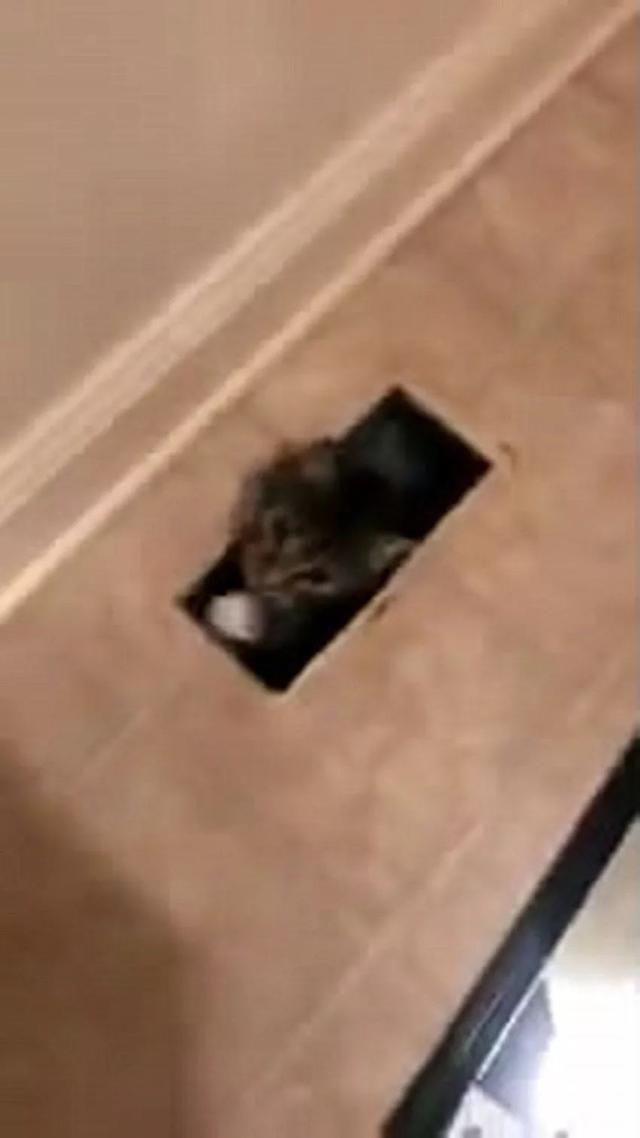 猫咪听说这家没养宠,主动钻下水道送猫上门