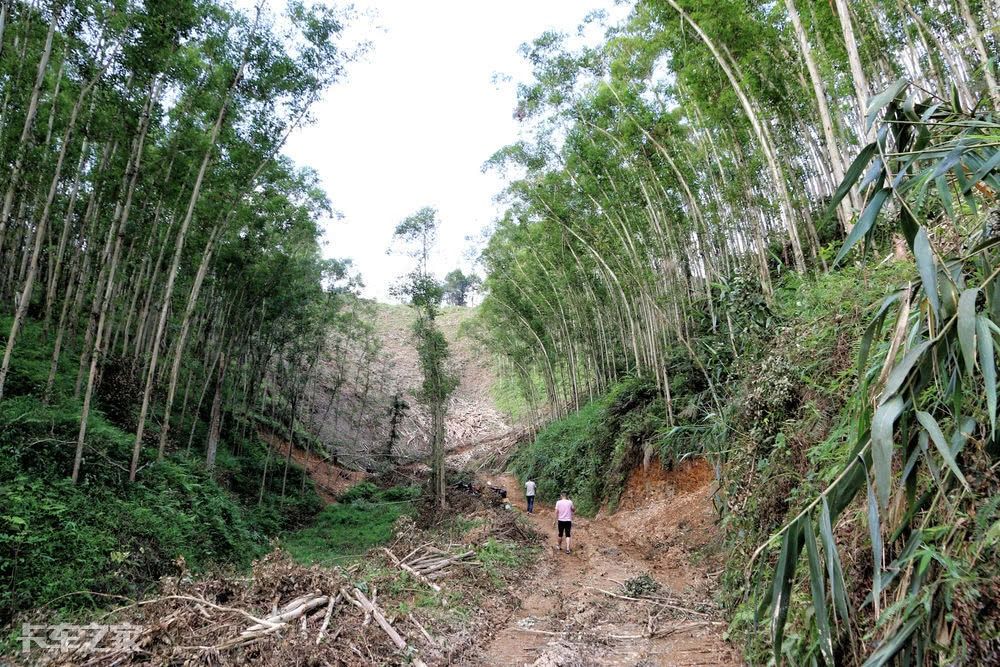 跟老司机一起去深山老林拉木材，一车能挣900块