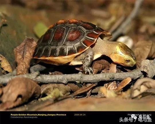 龟看图识龟-24种
