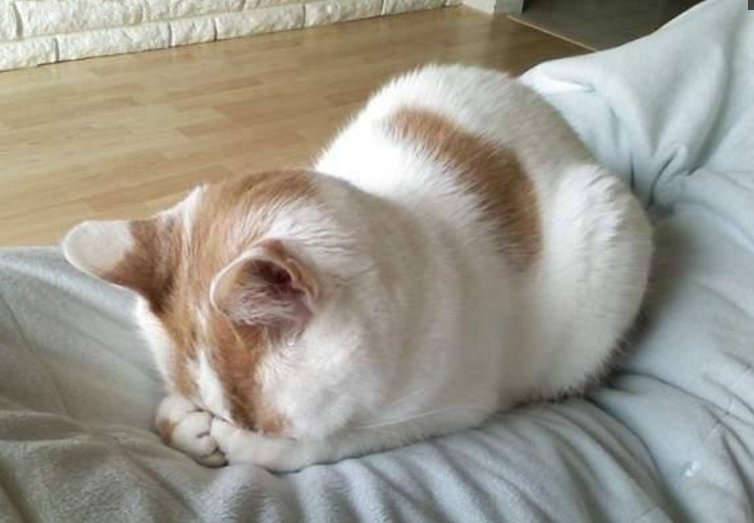 猫的睡眠时间,大约是人睡眠时间的两倍左右,但是,要仔细观察猫睡觉的样子就会发现,只要有点声响,猫的耳朵就会动,有人走近的话,猫就会腾地一下子醒来,其实这应该算是假睡,即是打盹儿,真正熟睡的时间只有4个小时。