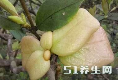 大山里的极品美食，现在你进山还能找到几样？