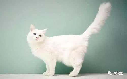 猫咪怎么看待主人的铲屎行为 t01d6cba2990441b964.jpg