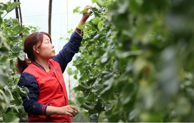 盐湖区王范乡农民张志宏栽种绿博特甜瓜供不