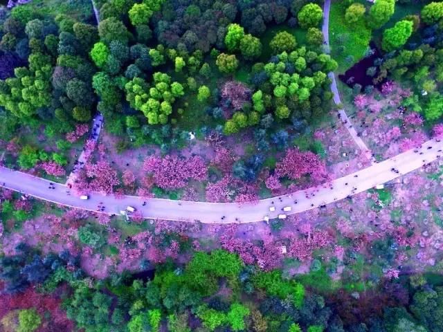 大四川七彩花海要美炸了？最新赏花地图在此，请收好！