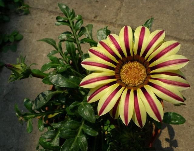 这几种花,北方地区也能露养!花开一整年,怎么养都养不死!