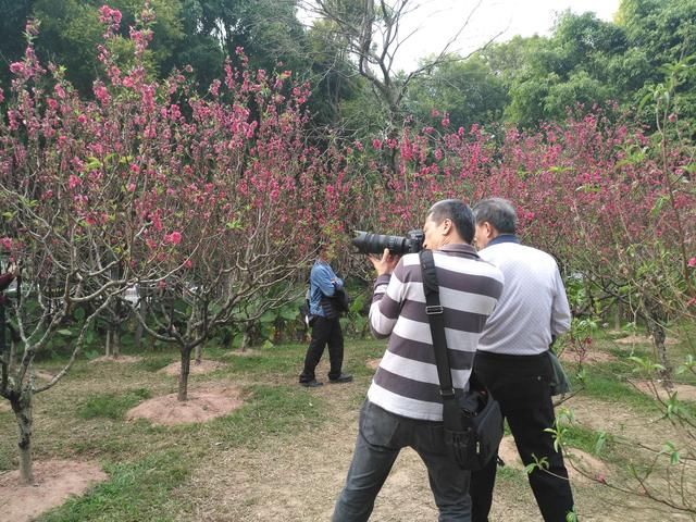 深圳莲花山桃花开，比去年漂亮多了，赶紧去看!