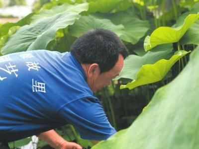 陈毅故居打造四川最美荷塘 六旬老人守护“荷塘月色”