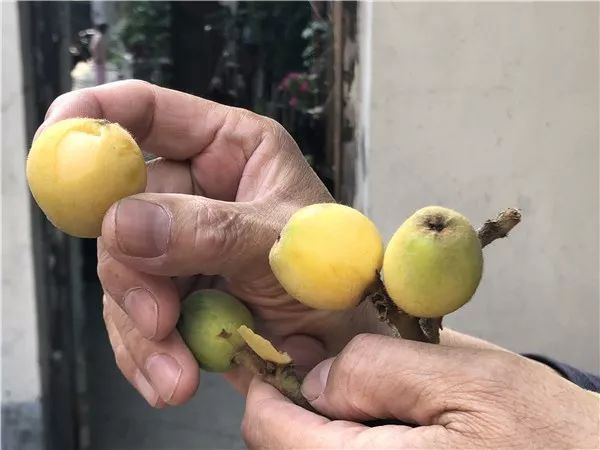 周末冲30℃！初夏将至，杭州街头的枇杷也快熟了