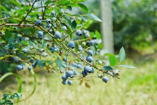 蓝莓上市了,不想去超市买盒装的,我带你去采摘