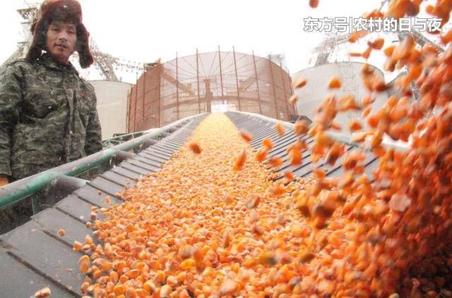 涨涨涨！春节后玉米价格能否大涨？这四个原因告诉你