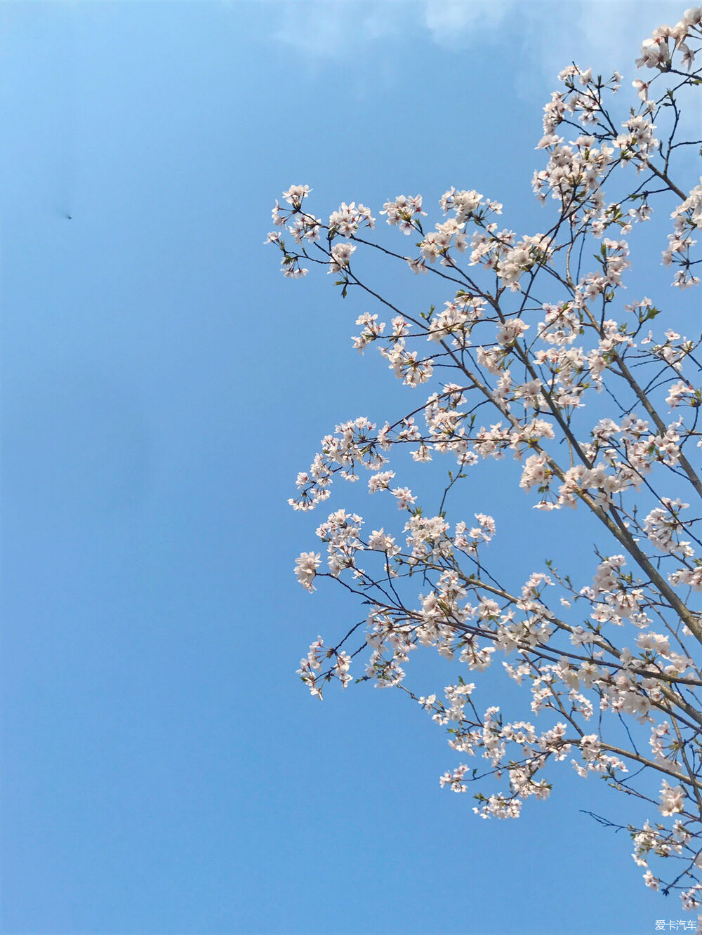 【春之彩】又是一年樱花烂漫时