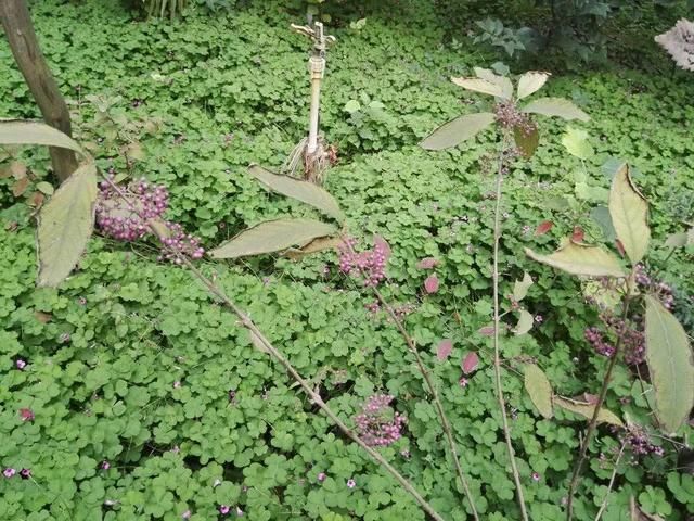 农村一奇特的树，丢一把到水中能麻醉活鱼，却是民间治病良药