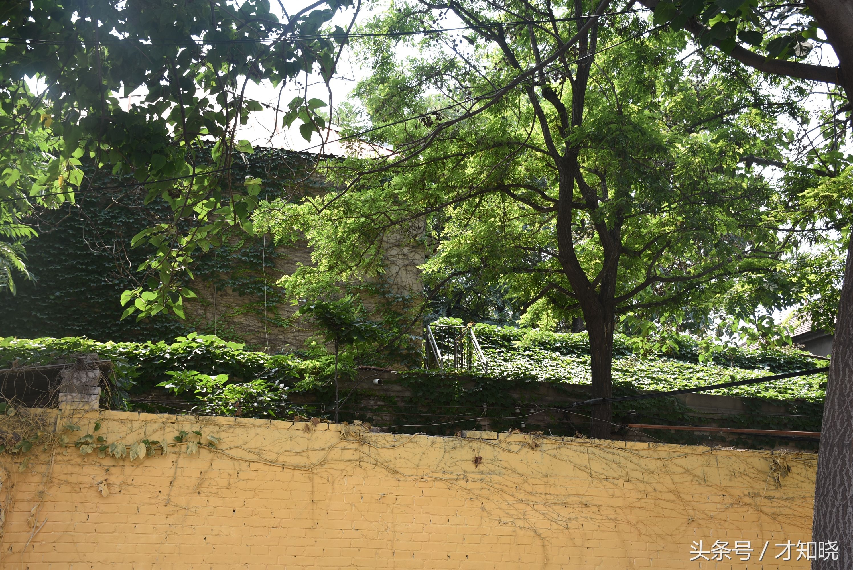 把住房打扮成“植物墙”，房子会冬暖夏凉!还能增固己身，威武!