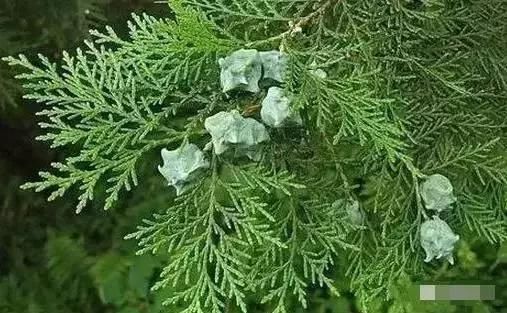 白发不用愁 偏方能解忧