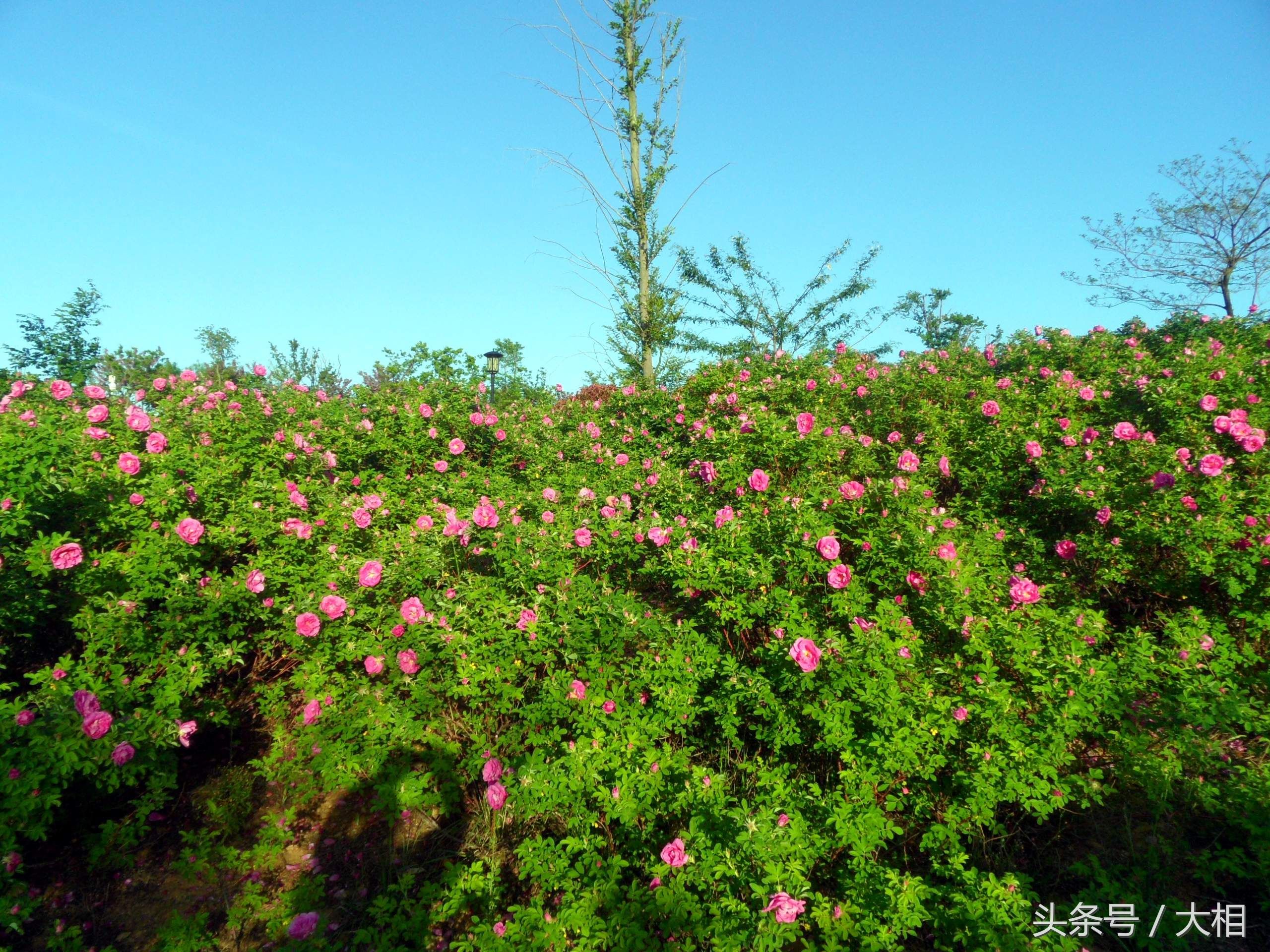 乳山金牛山公园:玫瑰花开香四溢，朵朵鲜花枝头立