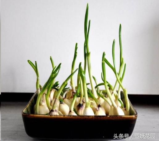 必花钱买绿植?一个玉米棒子一个大蒜,放水里就
