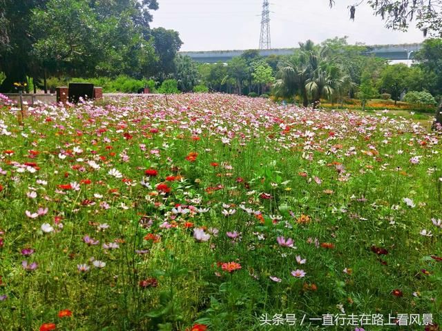 厦门忠仑公园波斯菊花开正旺，赶紧去瞧瞧吧！