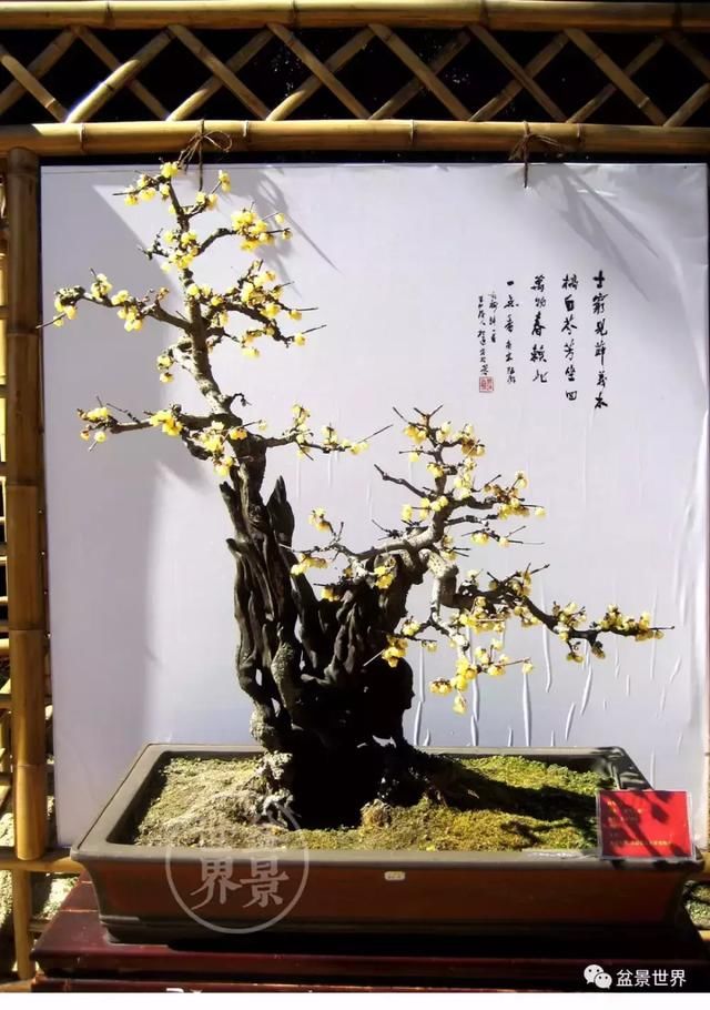 龙泉梅开天下春 梅花盆景精品欣赏