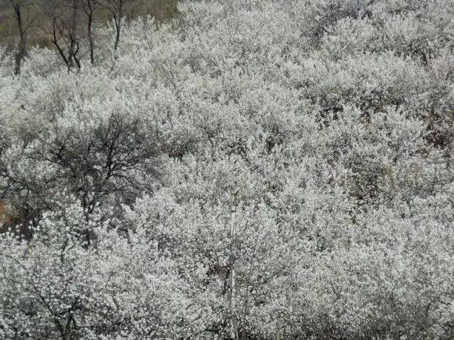 郑州樱花开啦，浪漫梦幻美炸天！想看樱花雨不用飞日本和武大！