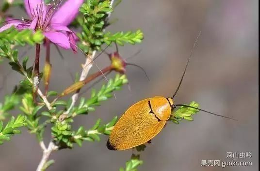 你没看错:这些美丽的生物统统都是蟑螂