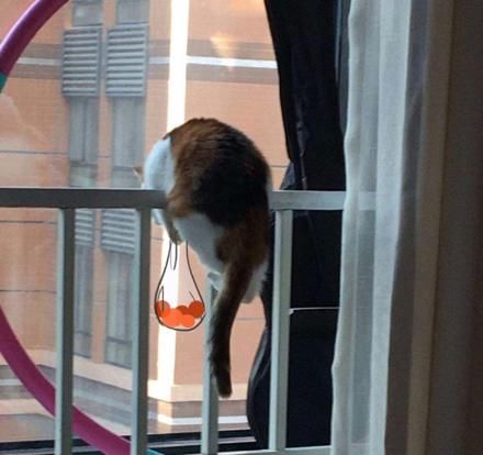 买橘子是什么梗