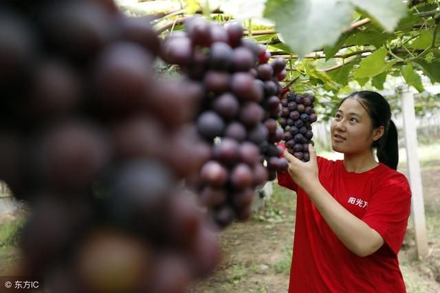 在100亩的有机农场耕地上是否可以搭建3亩农业用途板房？