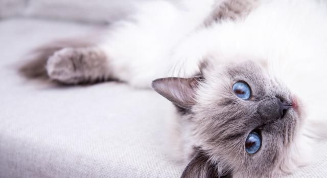 猫咪会很讨厌小猫吗