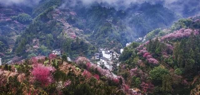 最美赏花地！最大的野生玉兰花海，天然梅博园花期正好丨无门票