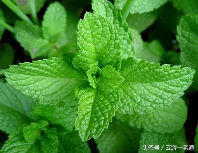 中国凉粉地图,哪里的凉粉最好吃?浙江最好吃