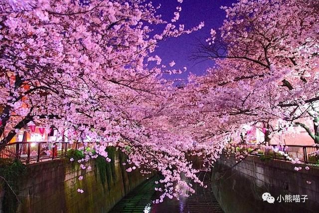 还在烦恼去哪看樱花?你绝对不可错过的9大赏樱圣地!