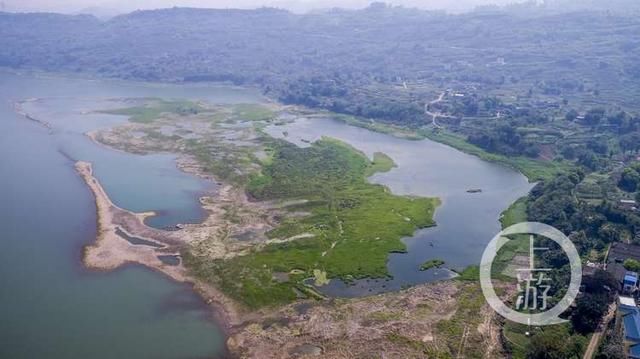 国家二级保护动物中华赤麻鸭首来重庆江津越冬,目前国内仅存1万