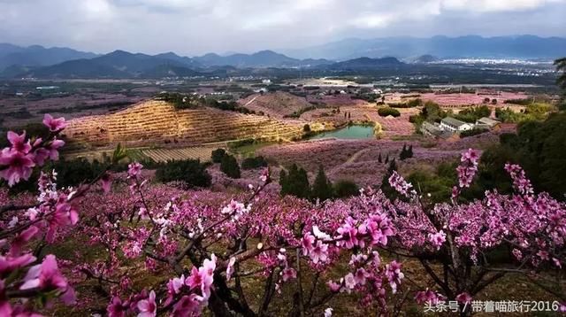 林业厅评出浙江100个最美赏花胜地，宁波只有这7个