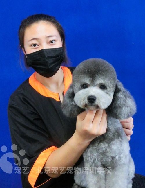 宠物美容这行业未来的前景怎样呢