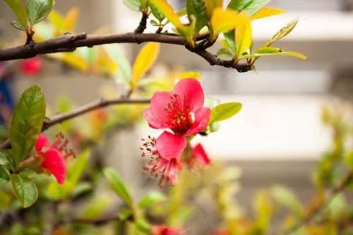 3月一到, 桃花满天飞! 能找到真爱, 双宿双飞的生肖!