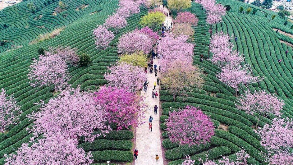 踏春|分分钟秒杀东瀛樱花，看“群樱荟萃”的中国最美赏樱地